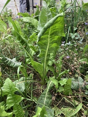 Rumex hydrolapathum
