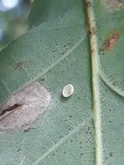 Neuroterus albipes