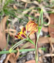 Diuris orientis