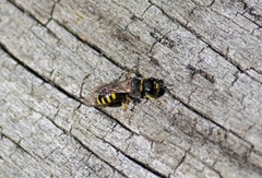 Ectemnius cephalotes