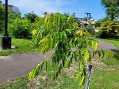 Putranjiva formosana