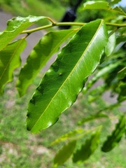 Putranjiva formosana