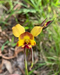 Diuris orientis