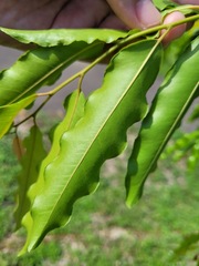 Putranjiva formosana