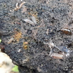 Porcellio spinicornis