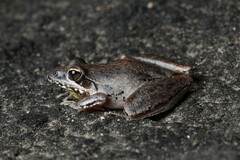 Litoria latopalmata