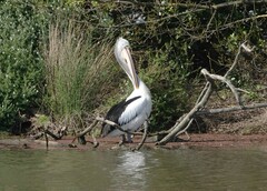 Pelecanus conspicillatus