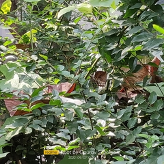 Elymnias hypermnestra