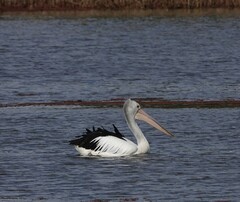 Pelecanus conspicillatus