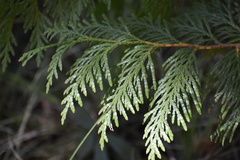 Thuja