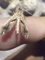 Lineodes
