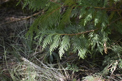 Thuja