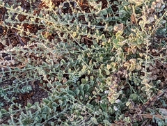 Kickxia elatine