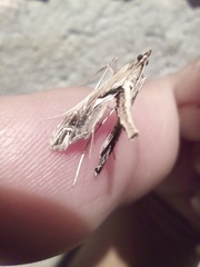 Lineodes