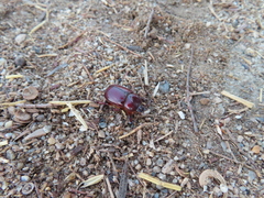 Phyllognathus excavatus