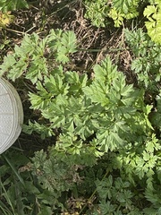 Artemisia absinthium