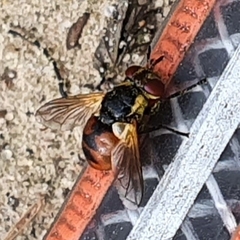 Gymnosoma