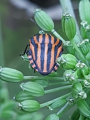 Graphosoma italicum
