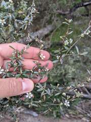 Leptospermum trinervium