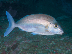 Nemadactylus douglasii