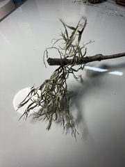 Ramalina farinacea