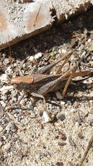 Platycleis albopunctata