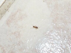 Formicidae