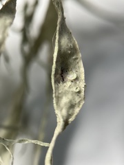 Ramalina farinacea