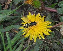 Chrysotoxum festivum