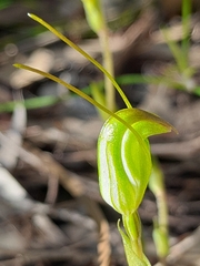 Pterostylis crispula