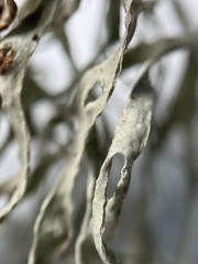 Ramalina farinacea