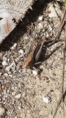 Platycleis albopunctata