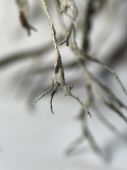 Ramalina farinacea