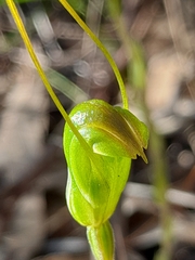 Pterostylis crispula