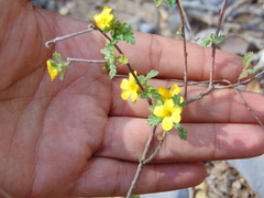 Turnera diffusa