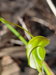 Pterostylis crispula
