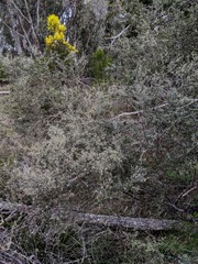 Leptospermum trinervium