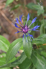 Centaurea montana