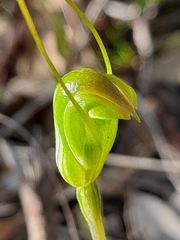 Pterostylis crispula