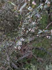 Leptospermum trinervium