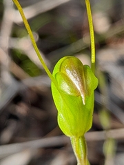 Pterostylis crispula