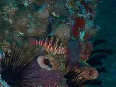 Cirrhitichthys aprinus