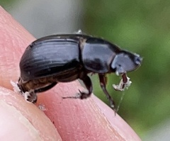 Acrossus rufipes