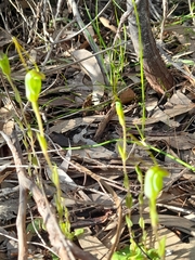 Pterostylis crispula