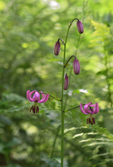 Lilium martagon