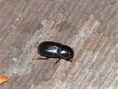 Aphodiinae