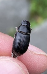 Acrossus rufipes