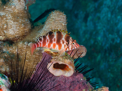 Cirrhitichthys aprinus