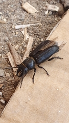 Spondylis buprestoides