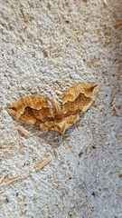 Pelurga comitata